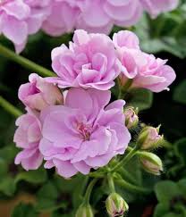 Pink Climbing Geranium Flower Seeds for Planting – Heirloom Non-GMO High Germination Organic Garden Seeds