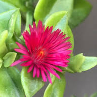Red Mesembryanthemum Flower Seeds – Heirloom, Non-GMO, High Germination Organic Garden Seeds for Planting