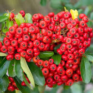 Semillas de Piracanta Rojas – Semillas de Jardín Orgánicas, Sin OMG, de Alta Germinación, de Variedad Antigua para Plantar