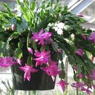 Zygocactus Schlumbergera Flower Seeds – Heirloom Non-GMO High Germination Organic Garden Seeds
