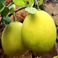 Pomelo Seeds Yellow – Heirloom, Non-GMO, High Germination Organic Garden Seeds for Planting