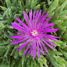 Lampranthus Roseus Flower Seeds – Heirloom, Non-GMO, High Germination Seeds