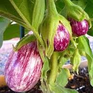 Lila Pepino-Melonen-Samen zum Pflanzen – Heirloom Non-GMO Hohe Keimrate Bio-Gartensamen