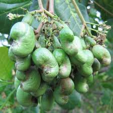 Semillas de árbol de manzana de anacardo verde – Cimiente, no transgénico, de alta germinación, semillas orgánicas para plantar en el jardín