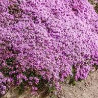 Violet Thyme Flower Seeds – Heirloom Non-GMO High Germination Organic Garden Seeds for Planting