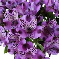 Purple Alstromeria Flower Seeds Heirloom Non-GMO High Germination Organic Garden Seeds for Planting