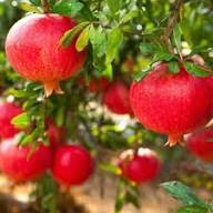 Pomegranate Seeds Red – Heirloom, Non-GMO, High Germination Organic Garden Seeds for Planting
