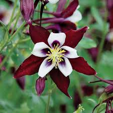 White Brown Aquilegia Flower Seeds for Planting Heirloom Non-GMO High Germination Organic Garden Seeds