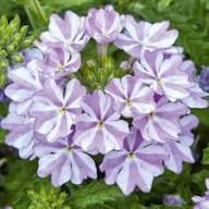 Purple White Verbena Flower Seeds – Heirloom Non-GMO High Germination Organic Garden Seeds