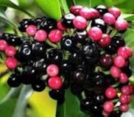 Coralberry Flower Seeds for Planting – Heirloom Non-GMO High Germination Seeds