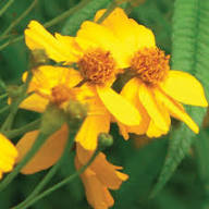 Yellow Tagetes Lemmonii Flower Seeds Heirloom Non-GMO High Germination Organic Seeds