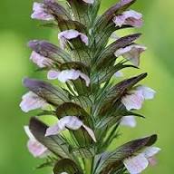 Purple Acanthus Flower Seeds for Planting – Heirloom Non-GMO High Germination Organic Garden Seeds