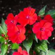 Red Impatiens Flower Seeds – Heirloom Non-GMO High Germination Organic Garden Seeds for Planting