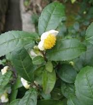 White Camellia Sinensis Flower Seeds – Heirloom, Non-GMO, High Germination Organic Garden Seeds for Planting