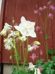 White Aquilegia Vulgaris Flower Seeds Heirloom Non-GMO High Germination Organic Garden Seeds