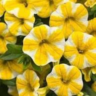 Yellow White Petunia Flower Seeds for Planting | Heirloom Non-GMO Organic