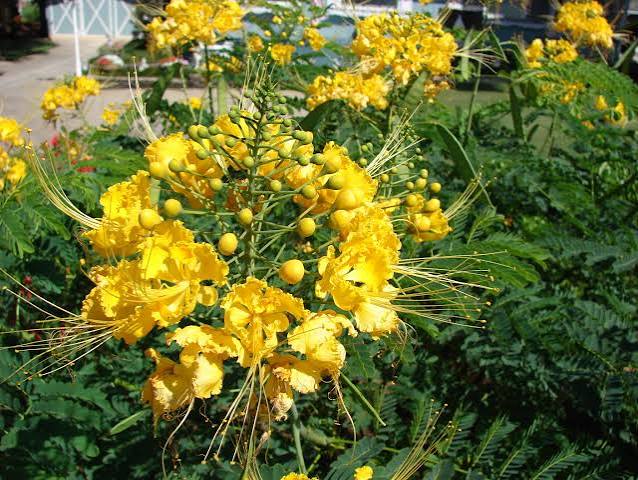 Yellow Caesalpinia Pulcherrima Mexican Bird of Paradise Flower Seeds for Planting