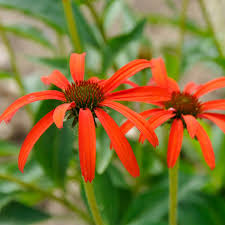 Echinacea Tomato Soup Seeds for Planting – Heirloom, Non-GMO Flower Seeds