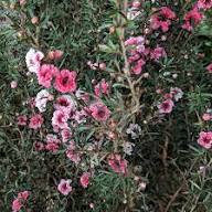 Pink Leptospermum Scoparium Flower Seeds – Seeds for Planting, Heirloom, Non-GMO, High Germination Organic Garden Seeds