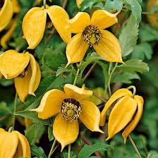 Yellow Clematis Flower Seeds – Heirloom, Non-GMO, High Germination Organic Garden Seeds