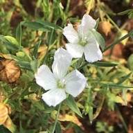 White Linum Usitatissimum Flower Seeds Heirloom Non-GMO High Germination Organic Garden Seeds for Planting