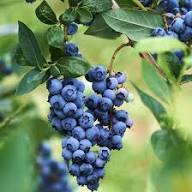 Wild Lowbush Blueberries Fruit Seeds for Planting Heirloom Non-GMO High Germination Organic Garden Seeds