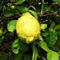 Green Yellow Bergamot Seeds Heirloom Non-GMO High Germination Organic Garden Seeds for Planting