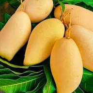 Yellow Mango Tree Seeds for Planting – Sweet, Tropical Mangoes, Heirloom &amp; Non-GMO, High Germination Seeds Organic Garden Seeds