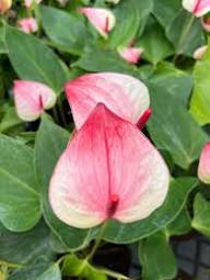 Pink White Anthurium Flower Seeds Heirloom Non-GMO High Germination Organic Garden Seeds for Planting