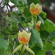 Yellow Tulip Tree Seeds Heirloom Non-GMO High Germination Organic Garden Seeds