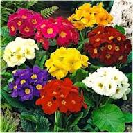 Polyanthus Crescendo Flower Seeds Heirloom Non-GMO High Germination Organic Garden Seeds for Planting
