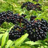 Elderberry Seeds Black Heirloom Non-GMO High Germination Organic Garden Seeds for Planting