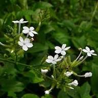 Plumbago Flower Seeds White – Heirloom Non-GMO High Germination Organic Garden Seeds