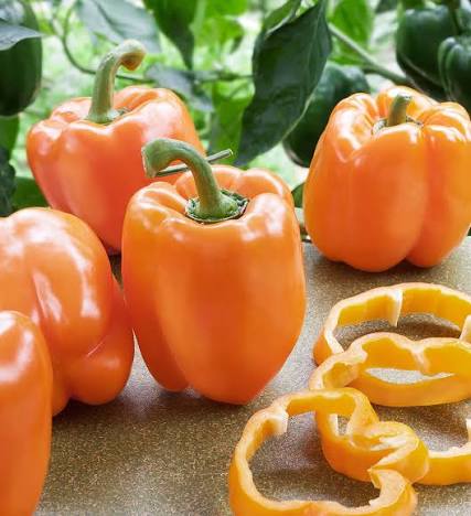 Grow Gourmet Orange F1 Bell Pepper with non-GMO garden seeds for planting. Perfect for home gardens to grow sweet, colorful peppers naturally.