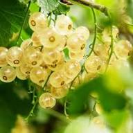 White Currant Seeds White – Heirloom, Non-GMO, High Germination Organic Garden Seeds for Planting
