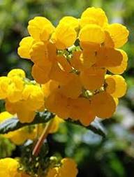 Yellow Giant Calceolaria Flower Seeds Heirloom Non-GMO High Germination Organic Garden Seeds for Planting