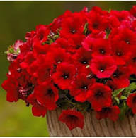 Red Yellow Calibrachoa Flower Seeds – Heirloom, Non-GMO, High Germination Organic Seeds