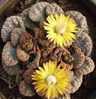 Yellow Titanopsis Flower Seeds Heirloom Non-GMO High Germination Organic Garden Seeds