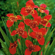 Tigridia Flower Seeds Heirloom Non-GMO High Germination Organic Garden Seeds for Planting