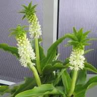 White Eucomis Flower Seeds Heirloom Non-GMO High Germination Organic Garden Seeds for Planting