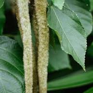 White Acalypha Hispida Flower Seeds Heirloom Non-GMO High Germination Organic Garden Seeds