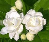 Perennial Jasmine Flower Seeds White – Heirloom, Non-GMO, High Germination Organic Garden Seeds