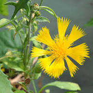 Yellow Amberboa Flower Seeds for Planting – Heirloom, Non-GMO, High Germination Organic Garden Seeds