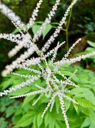 White Goats Beard Aruncus Dioicus Flower Seeds – Heirloom, Non-GMO, High Germination