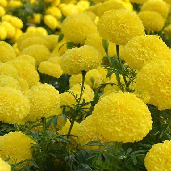 Yellow African Marigold flower seeds for planting, heirloom non-GMO garden seeds with large golden blooms growing naturally at home