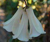 White Lapageria Flower Seeds Heirloom Non-GMO High Germination Organic Garden Seeds for Planting