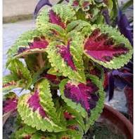 Coleus Jazz Velvet Flower Seeds for Planting – Heirloom Non-GMO High Germination