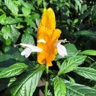 White Yellow Pachystachys Flower Seeds Heirloom Non-GMO High Germination Organic Seeds