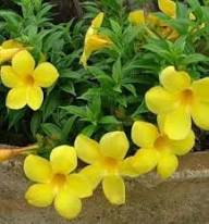 Yellow Cress Flower Seeds – Heirloom, Non-GMO, High Germination Organic Garden Seeds