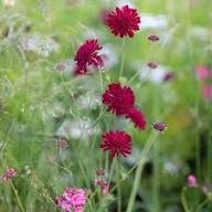 Scabious Red Flower Seeds for Planting – Heirloom, Non-GMO, High Germination Organic Garden Seeds